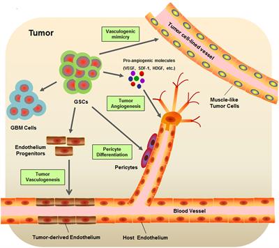 Frontiers | Glioblastoma Stem-Like Cells: Characteristics ...